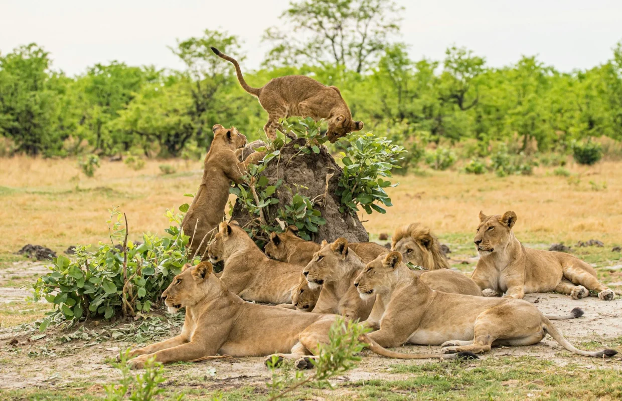 Tree Climbing Lions in Queen Elizabeth National Park
