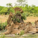 Tree Climbing Lions in Queen Elizabeth National Park