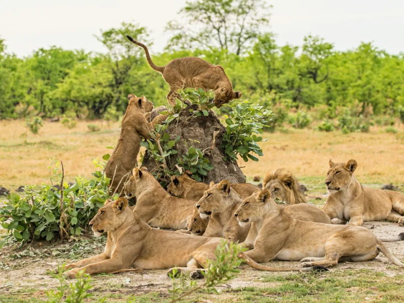 Tree Climbing Lions in Queen Elizabeth National Park