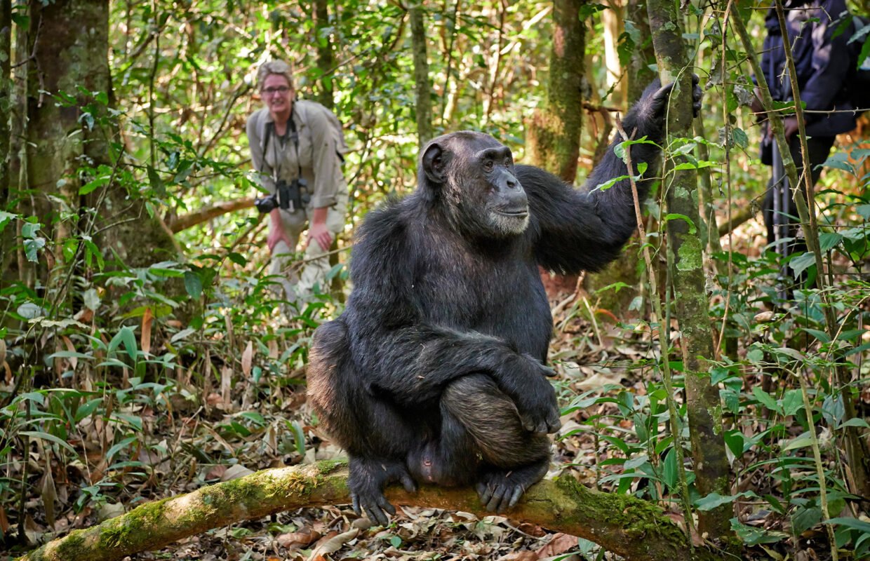 Bwindi Lens Limit