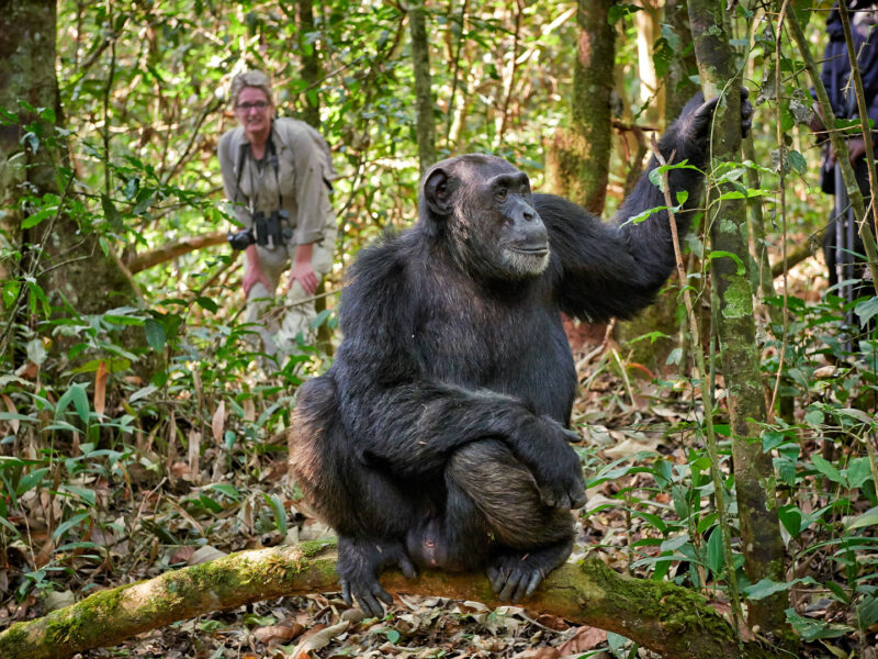 Bwindi Lens Limit