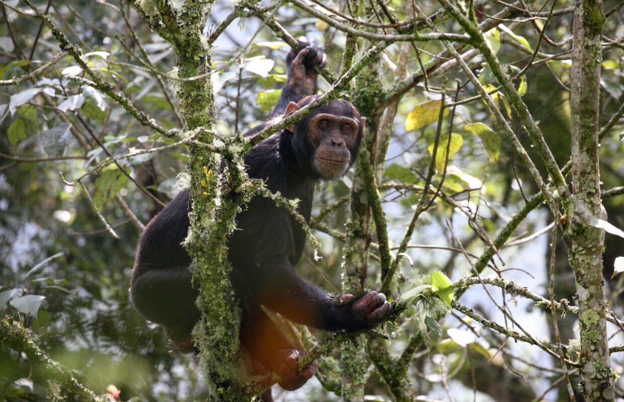 Mgahinga National Park