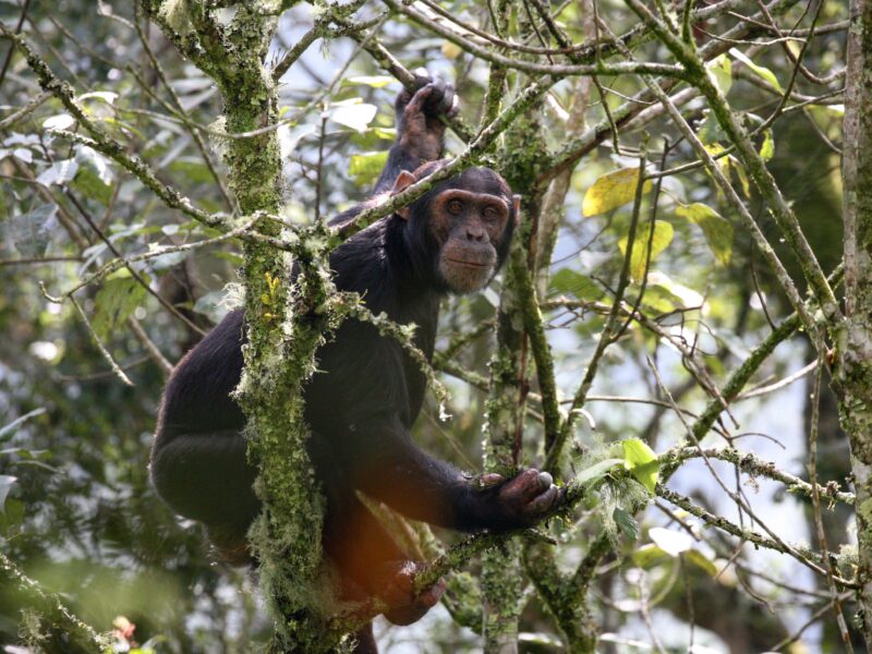 Mgahinga National Park