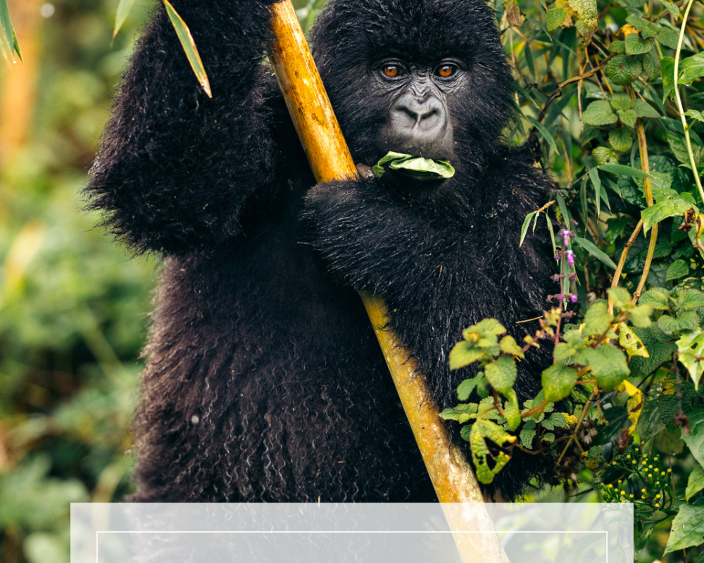 GOLDEN MONKEY BAMBOO RAVES