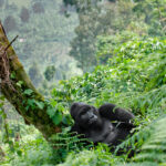 How Difficult Is Gorilla Trekking in Uganda?