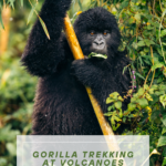 GOLDEN MONKEY BAMBOO RAVES