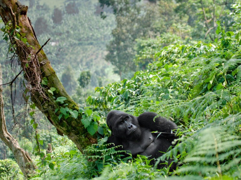 How Difficult Is Gorilla Trekking in Uganda?