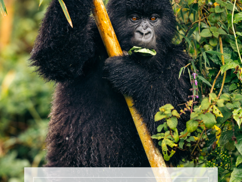 GOLDEN MONKEY BAMBOO RAVES