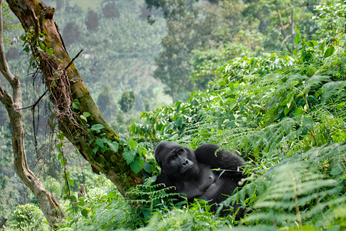 How Difficult Is Gorilla Trekking in Uganda?
