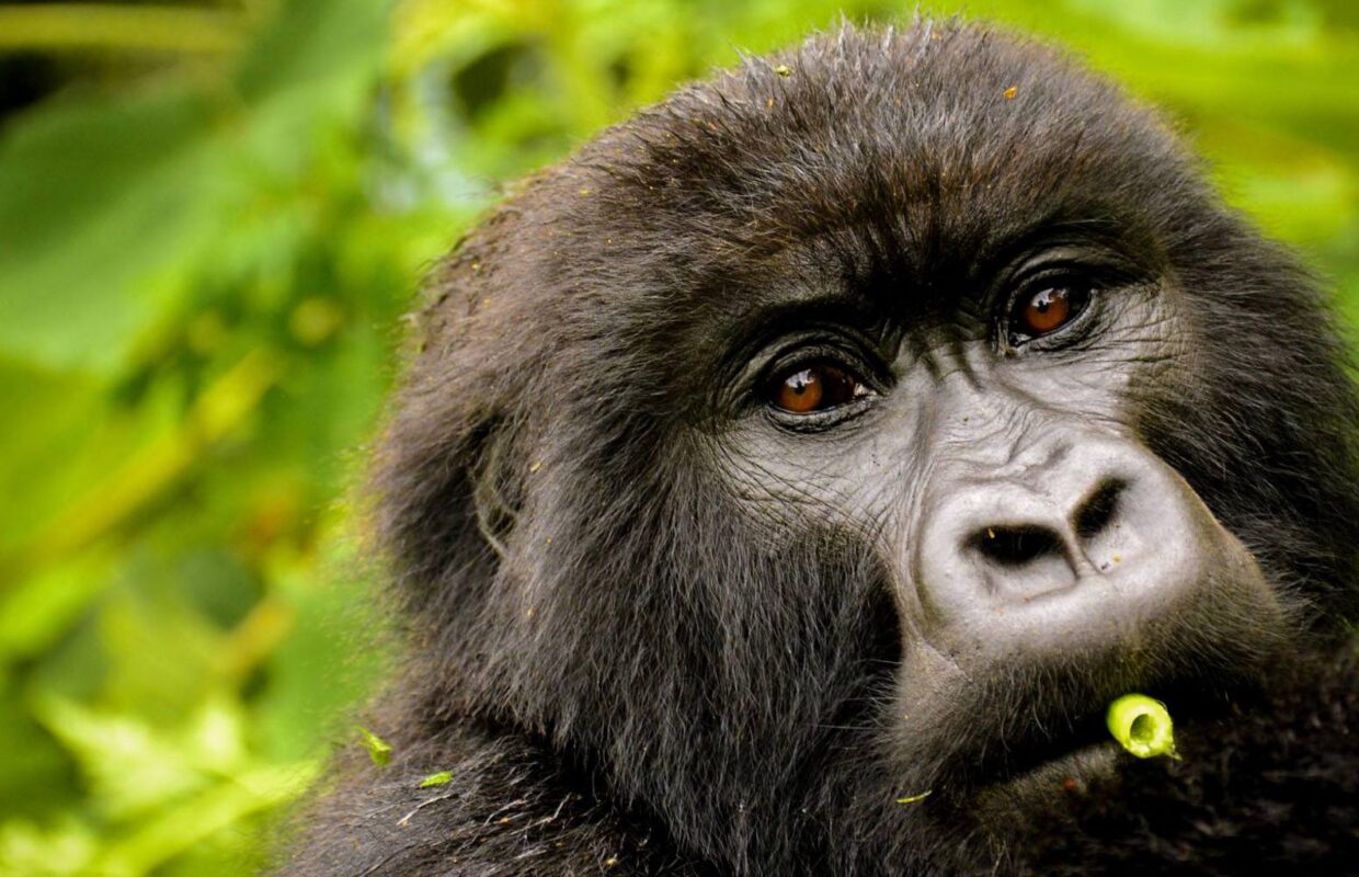 What Is the Minimum Age for Gorilla Trekking?