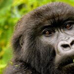 What Is the Minimum Age for Gorilla Trekking?