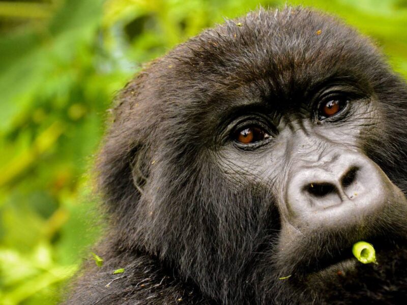 What Is the Minimum Age for Gorilla Trekking?