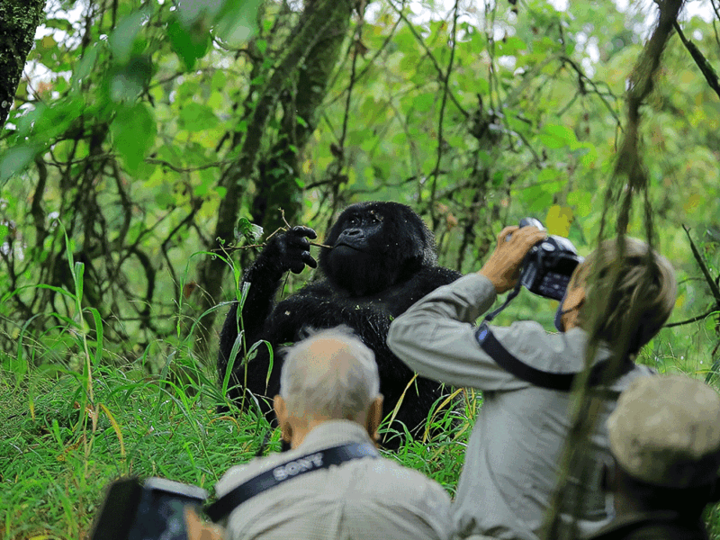 Can I Take Photographs During Gorilla Trekking?