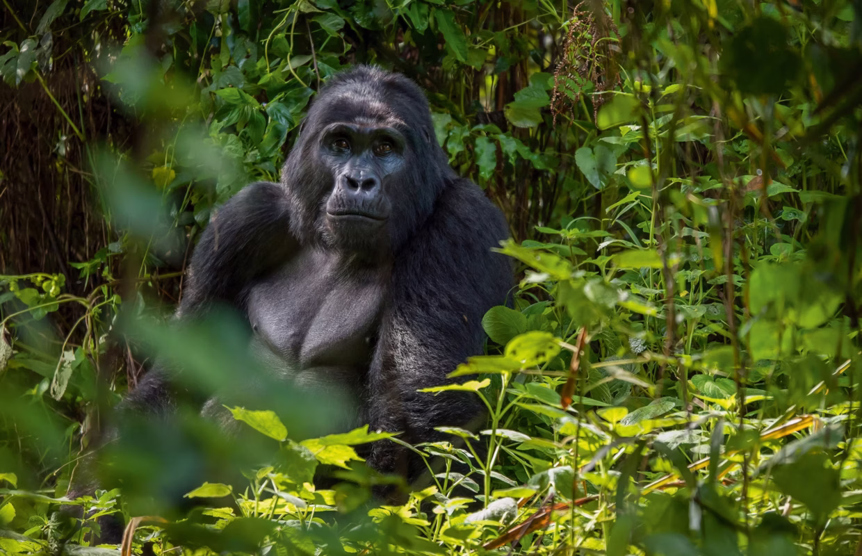 How Long Does a Gorilla Trek Usually Take?