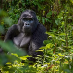How Long Does a Gorilla Trek Usually Take?