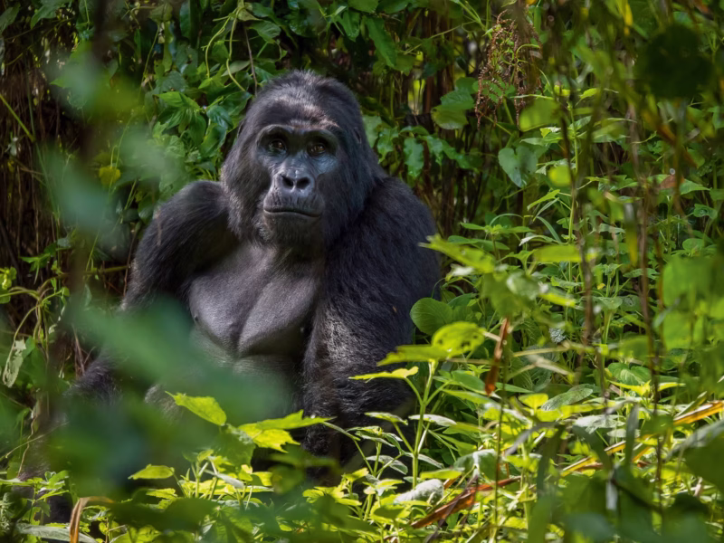 How Long Does a Gorilla Trek Usually Take?