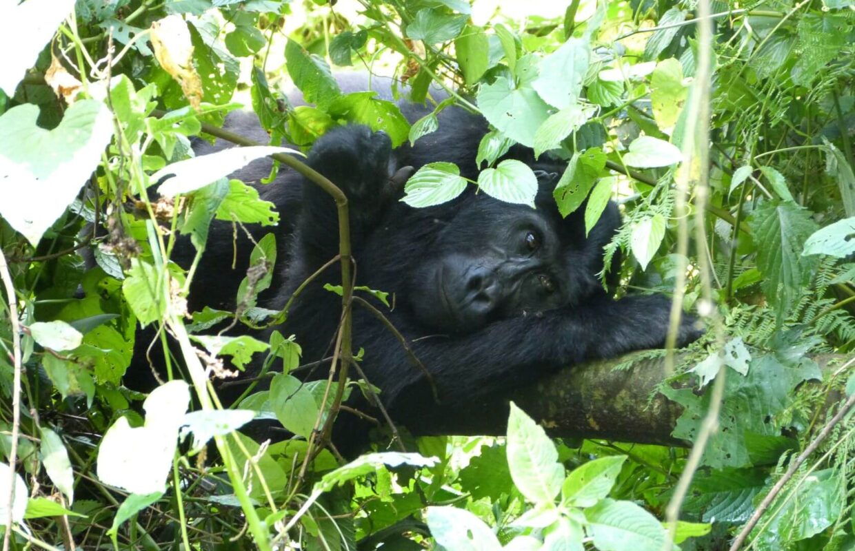 How Far in Advance Should I Book a Gorilla Permit?