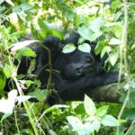 How Far in Advance Should I Book a Gorilla Permit?