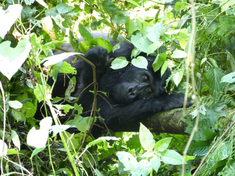How Far in Advance Should I Book a Gorilla Permit?