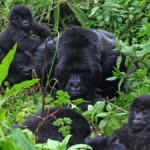 Culture in Bwindi National Park