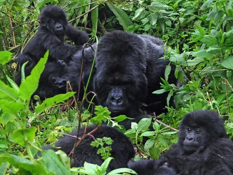 Culture in Bwindi National Park
