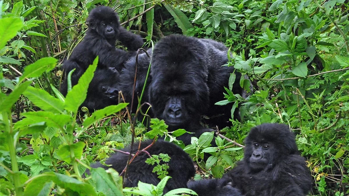 Culture in Bwindi National Park