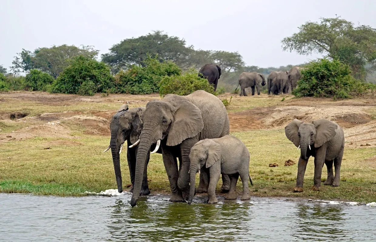 What Animals Can I See on a Uganda Wildlife Safari?