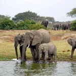 What Animals Can I See on a Uganda Wildlife Safari?