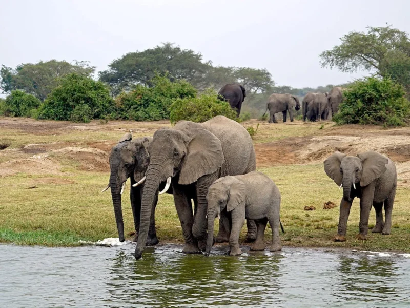 What Animals Can I See on a Uganda Wildlife Safari?