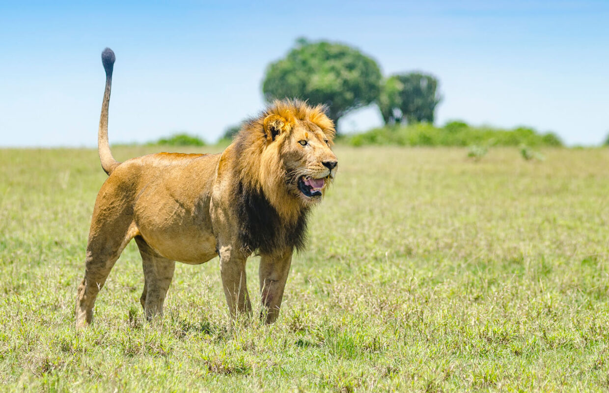 The Big Five in Uganda
