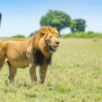 The Big Five in Uganda