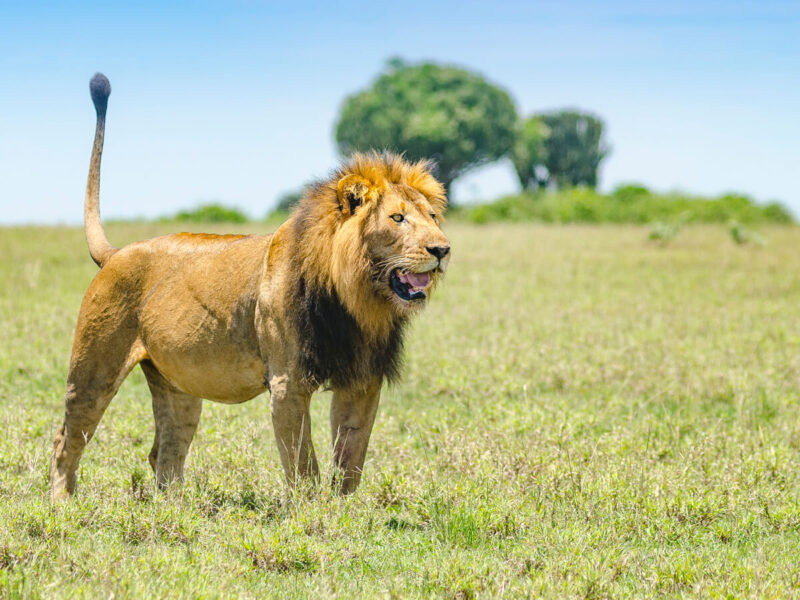 The Big Five in Uganda