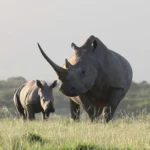 Ziwa Rhino Sanctuary