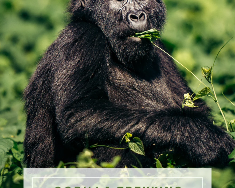 Bwindi Impenetrable National Park