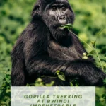 Bwindi Impenetrable National Park