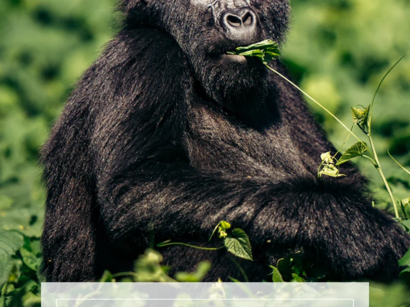 Bwindi Impenetrable National Park