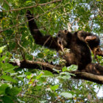 Where Can I Track Chimpanzees in Uganda?