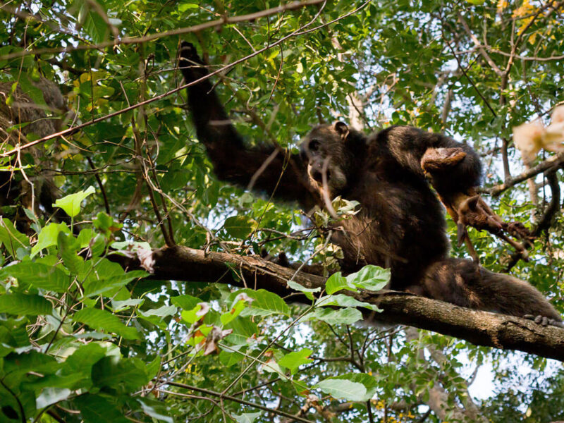 Where Can I Track Chimpanzees in Uganda?