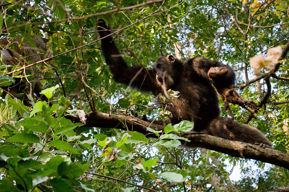 Where Can I Track Chimpanzees in Uganda?