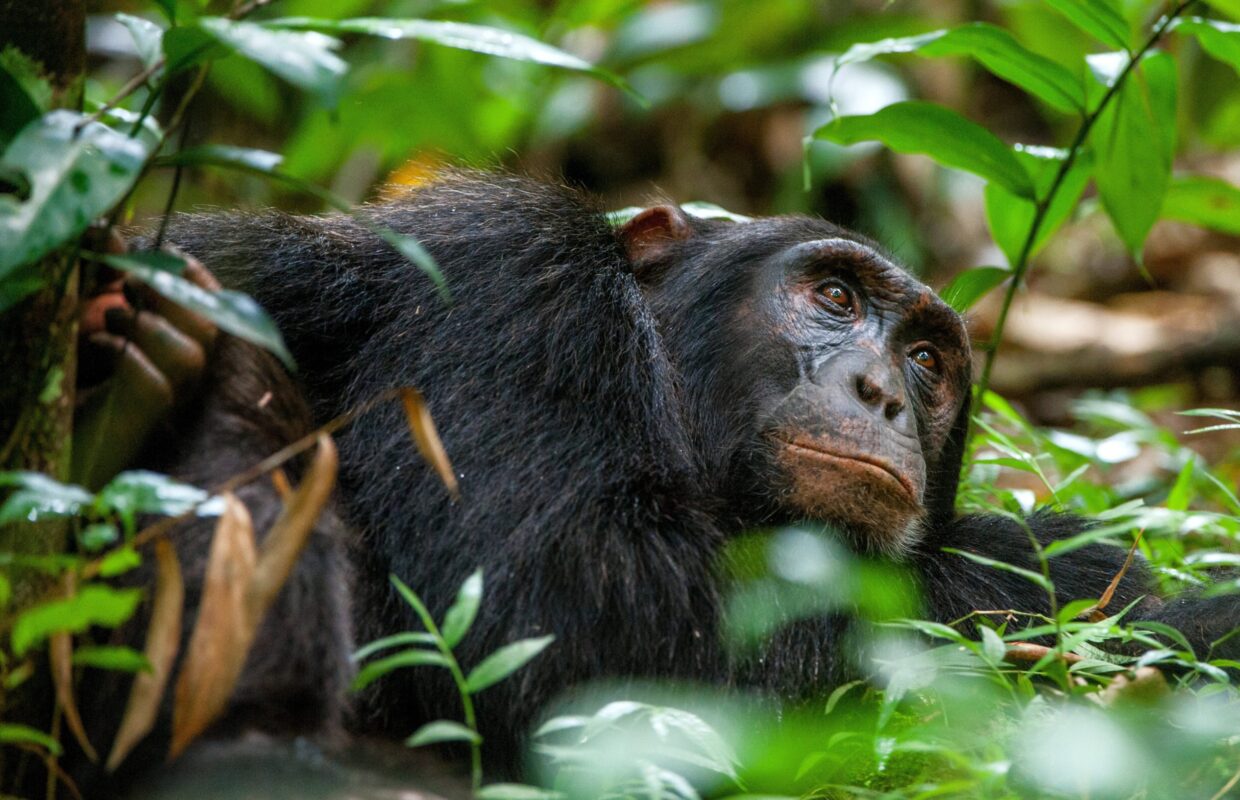 Wildlife in Kibale Forest National Park