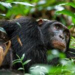 Wildlife in Kibale Forest National Park