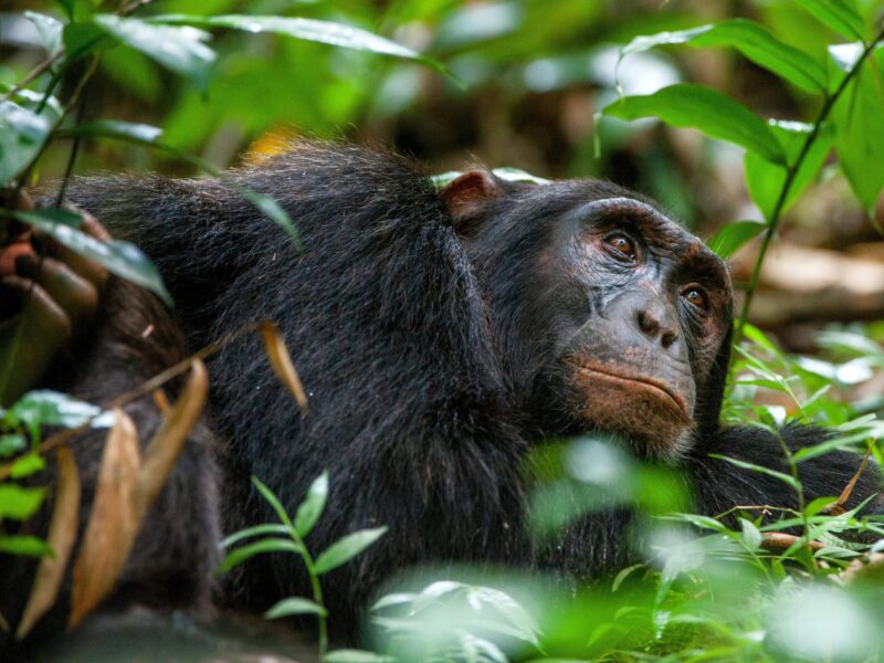 Wildlife in Kibale Forest National Park